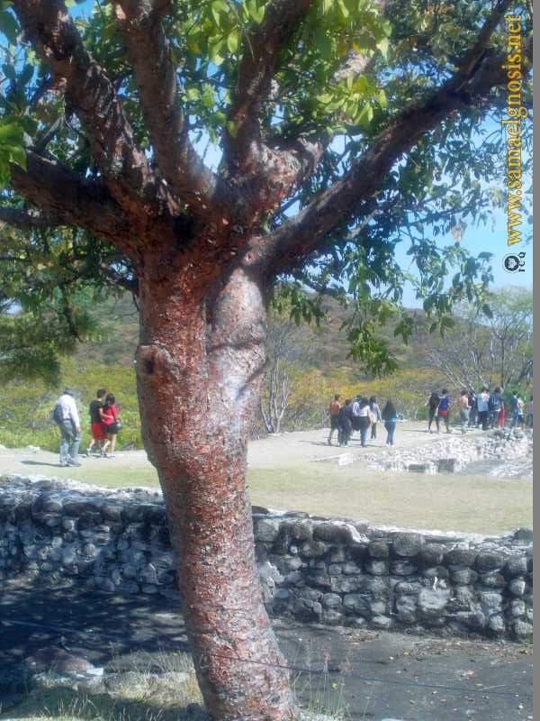 Zona Arqueológica de Xochicalco Foto 0237