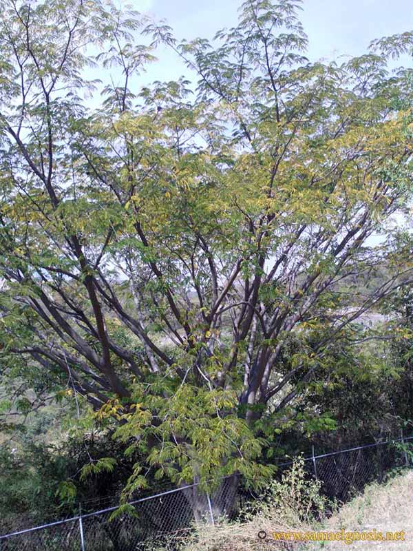 Zona Arqueológica de Xochicalco Foto 1136