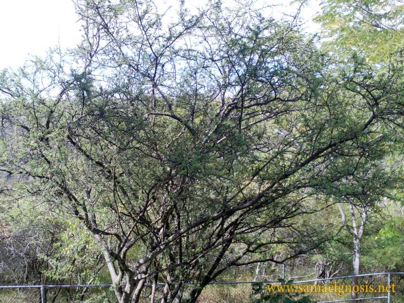 Zona Arqueológica de Xochicalco Foto 1138