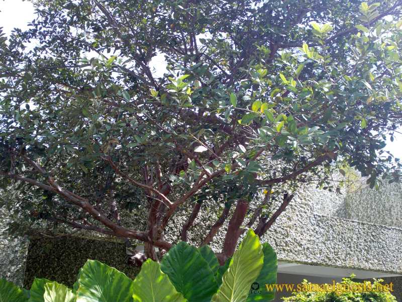 Zona Arqueológica de Xochicalco Foto 1163