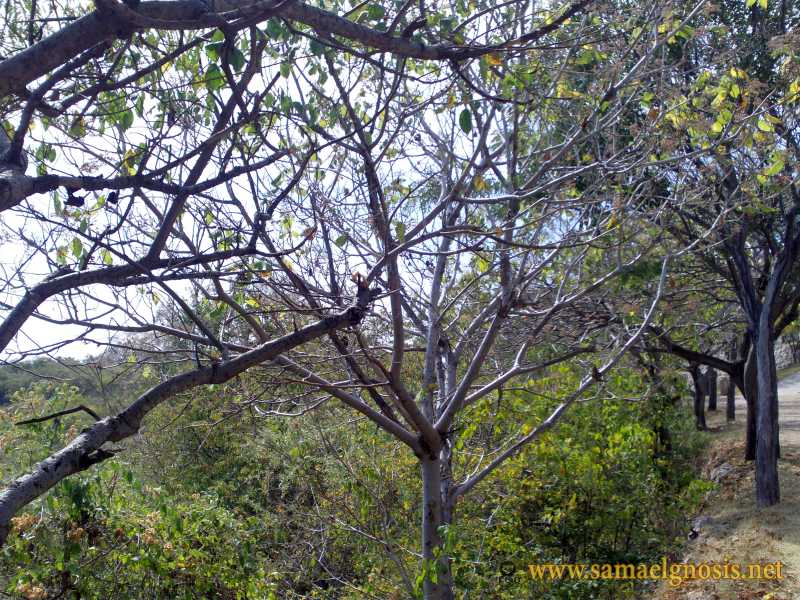 Zona Arqueológica de Xochicalco Foto 1165