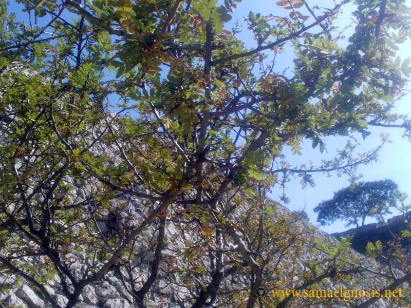 Zona Arqueológica de Xochicalco Foto 1180