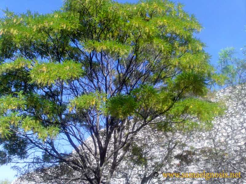 Zona Arqueológica de Xochicalco Foto 1184