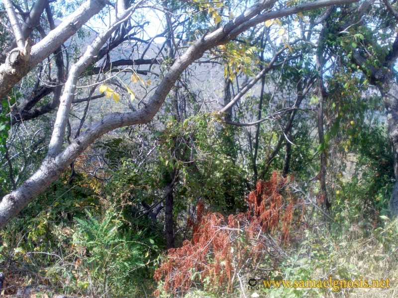 Zona Arqueológica de Xochicalco Foto 1187