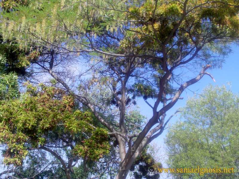 Zona Arqueológica de Xochicalco Foto 1188