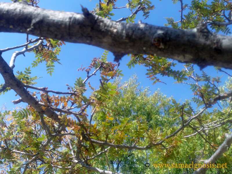 Zona Arqueológica de Xochicalco Foto 1191