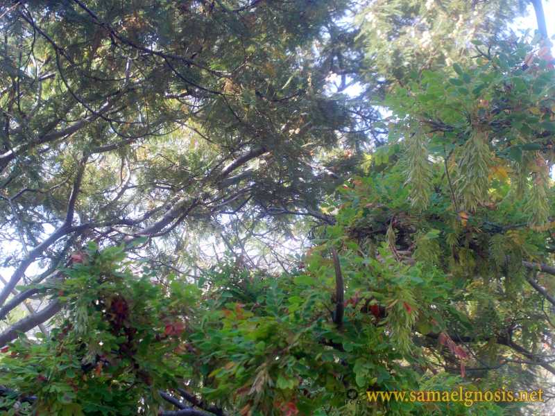 Zona Arqueológica de Xochicalco Foto 1192