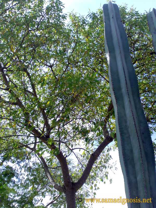 Zona Arqueológica de Xochicalco Foto 1204