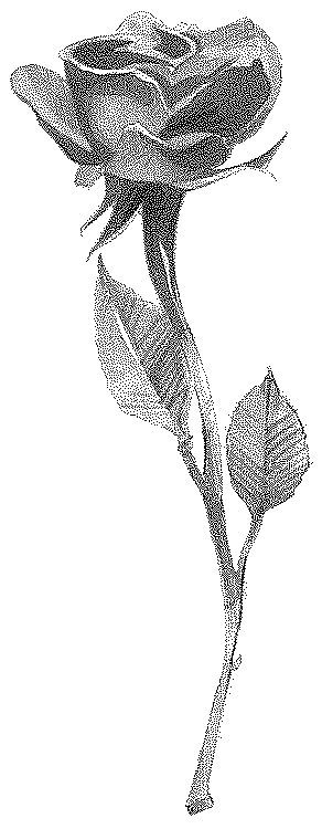 Magia de las Rosas