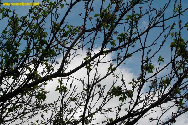 La Sabiduría del Ser 53