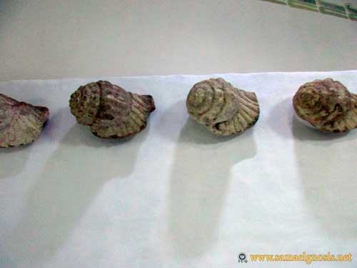 Museo de Xochicalco. Salas 1, 2 y 3