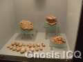 Cacaxtla 187