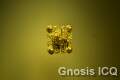 Museo del oro. Bogotá Colombia. Foto 077