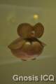 Museo del oro. Bogotá Colombia. Foto 102