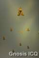 Museo del oro. Bogotá Colombia. Foto 034