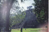 Palenque 11