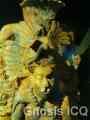 Palenque 235