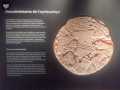 Templo Mayor 81