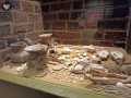 Templo Mayor 83