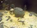 Templo Mayor 262