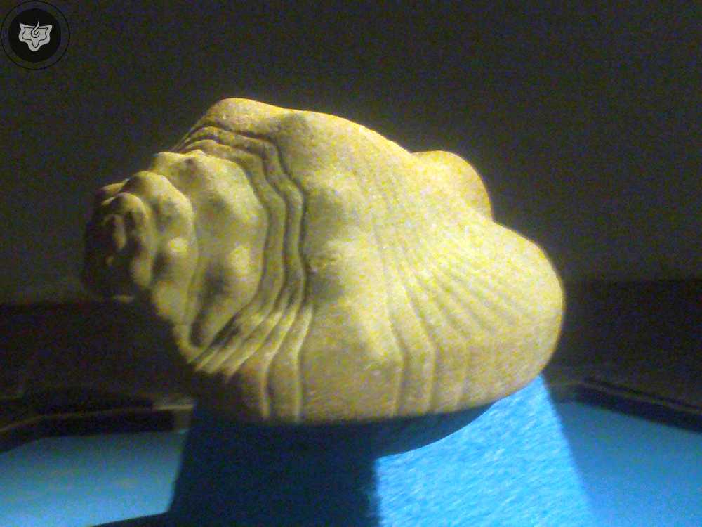 Templo Mayor Foto 0320