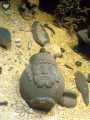 Templo Mayor 799