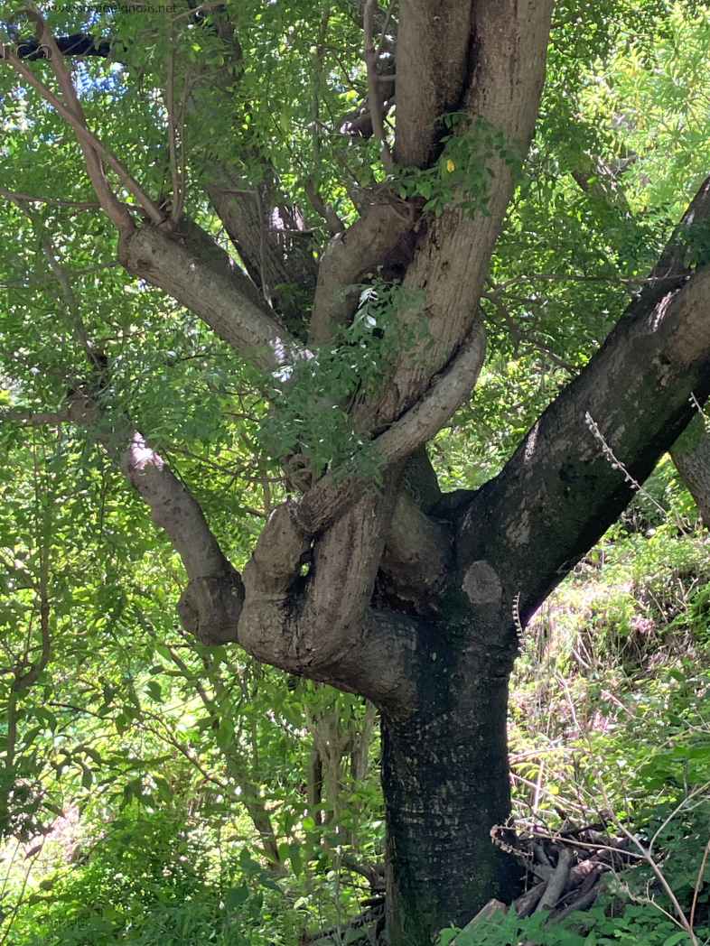 Zona Arqueológica de Malinalco Foto 063