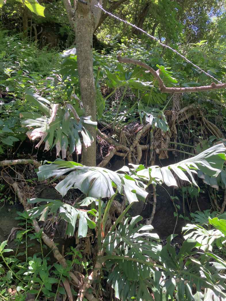 Zona Arqueológica de Malinalco Foto 068