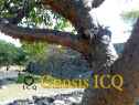 Xochicalco 0199