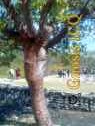Xochicalco 0237