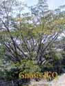 Xochicalco 1136