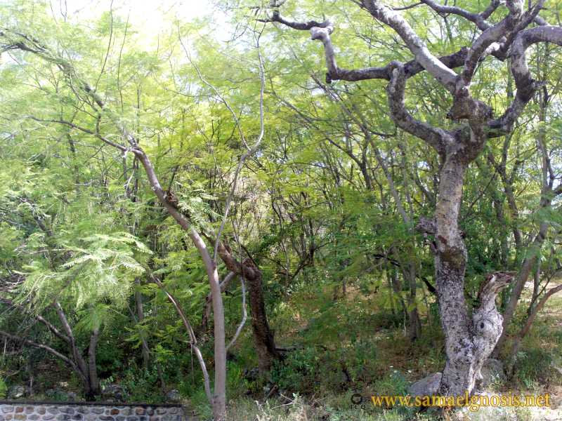 Zona Arqueológica de Xochicalco Foto 1161