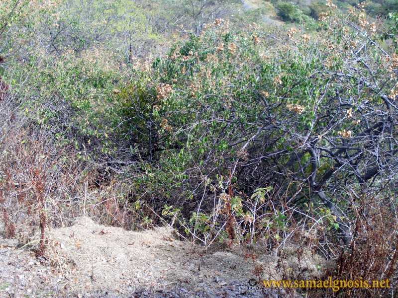 Zona Arqueológica de Xochicalco Foto 1173