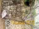 Xochicalco 1183