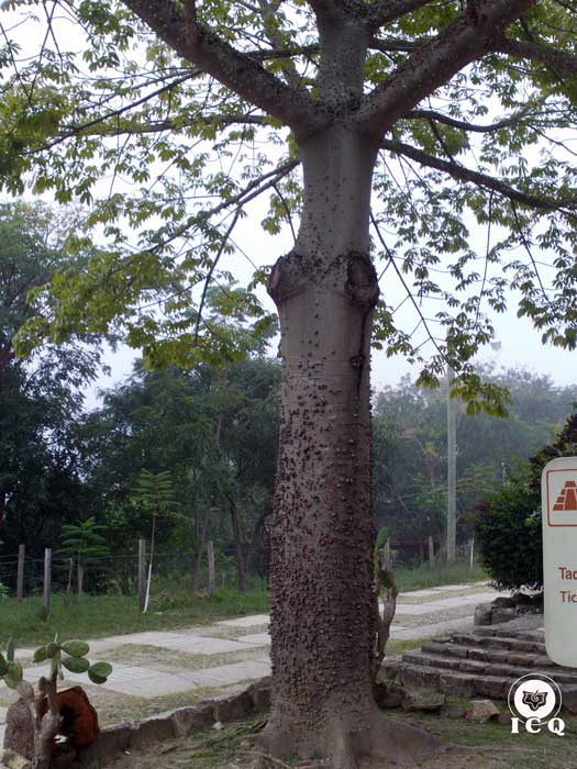 La ceiba sagrada es el eje del universo maya. Toniná Chiapas, México.