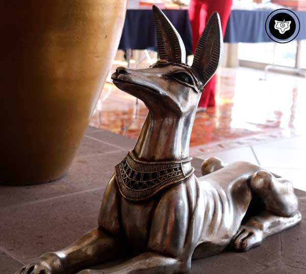 Chacal egipcio (Real). Chacal egipcio (Real).