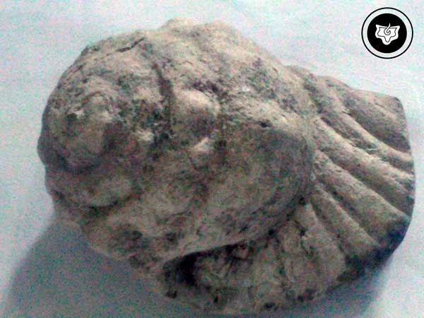 Escultura de Caracol marino. (Xochicalco). 