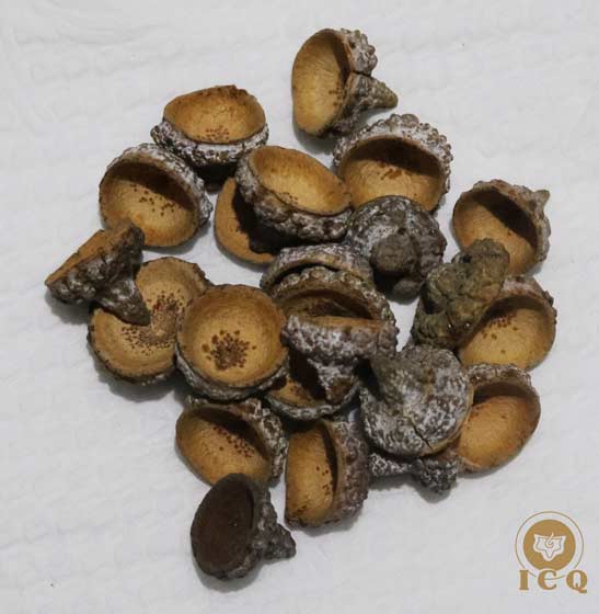 Parte de la planta de Alcanfor. (Cinnamomum camphora) Parte de la planta de Alcanfor. (Cinnamomum camphora)