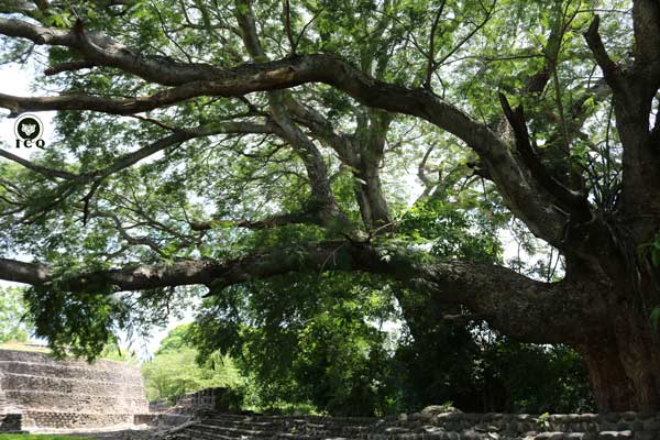 En este árbol centenario de la Zona Arqueológica de Cempoala viven decenas de elementales de la naturaleza. En este árbol centenario de la Zona Arqueológica de Cempoala viven decenas de elementales de la naturaleza.