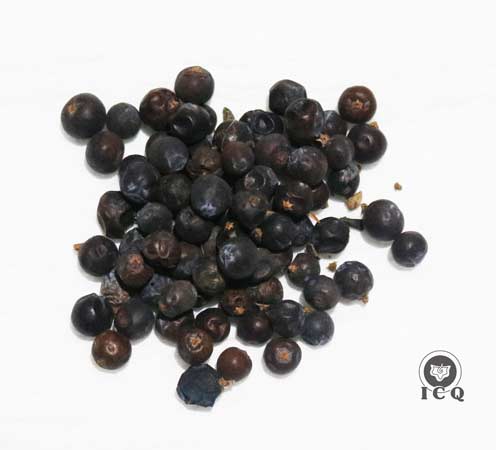 Bayas de enebro. (Juniperus communis). Bayas de enebro. (Juniperus communis).