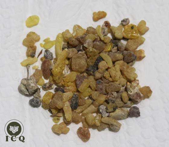 Incienso. (Juníperus thurífera) Incienso. (Juníperus thurífera)