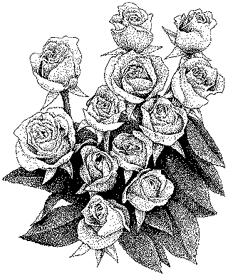 Rosas