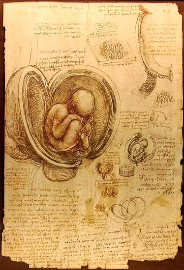 Dibujo: Estudios de embriología humana de Leonardo da Vinci. (1510-1513)