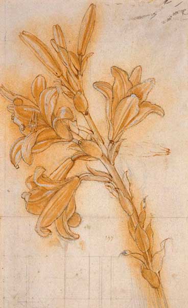 . Dibujo: Estudio de un Lirio (Azucena), de Leonardo da Vinci. (1480-85)
