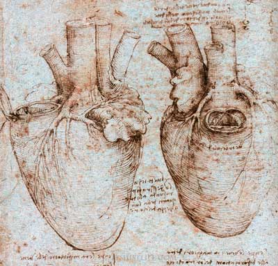 El corazón. Leonardo da Vinci