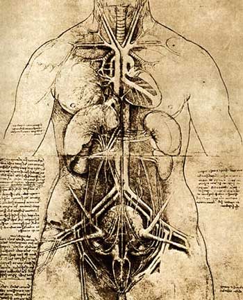 Leonardo Da Vinci (Vinci, 1452- Amboise, 1519): Dibujos sobre Anatomía, 1507.