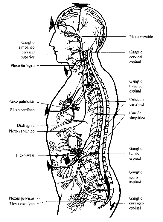 Los chakras y el sistema nervioso (imagen del libro: Los Chakras de C.W. Leadbeater)