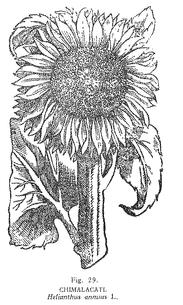 Girasol. Autor desconocido. Girasol. Autor desconocido.