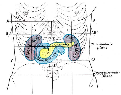 Páncreas (1918) Anatomy of the Human Body Páncreas (1918) Anatomy of the Human Body