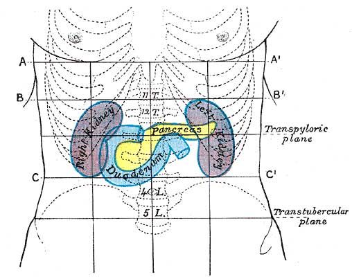 Páncreas (1918) Anatomy of the Human Body